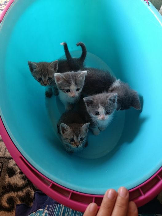 Отдам котят в добрые руки