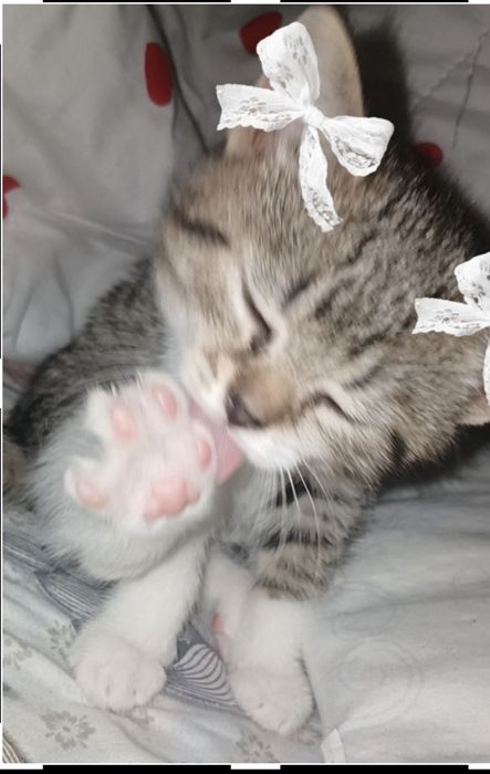 Котёнок 1 месец девочка ищет дом