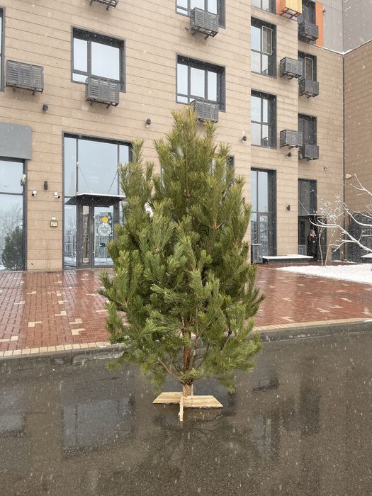 Новогодние сосны