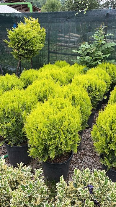 Palmierii tuia spirală tuia nana aurea