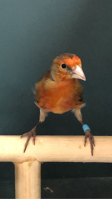 Канарейка кенор самец гибрид