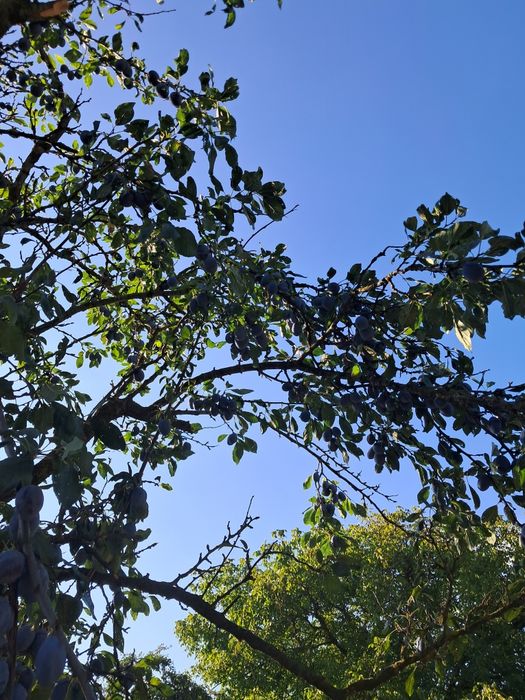 Prune de vanzare