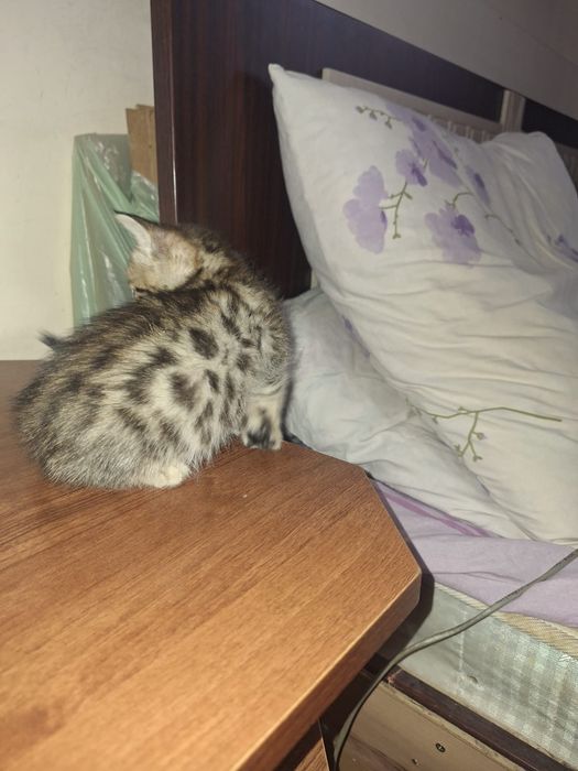 Котята  Бенгальские