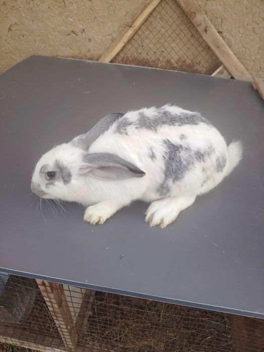 Quyon va quyon bollari