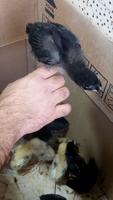 JEFSI Zotli Jo'jalar sotiladi