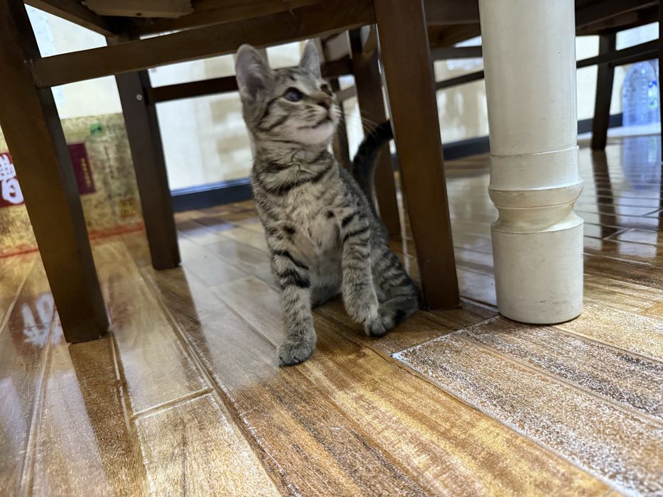 Котенок отдаю в хорошие руки