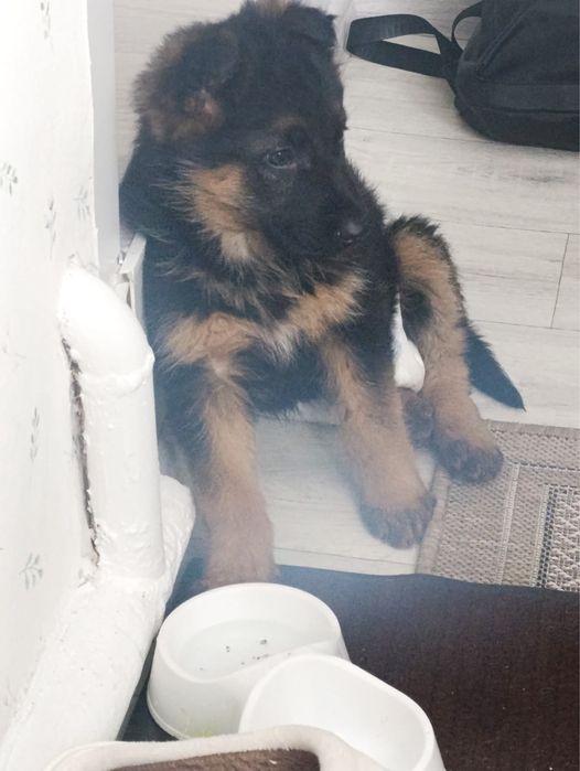 Щенок немецкой овчарки