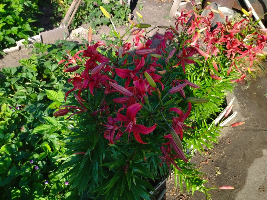 Продам корни лилий