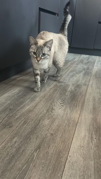 Кошка в хорошие руки