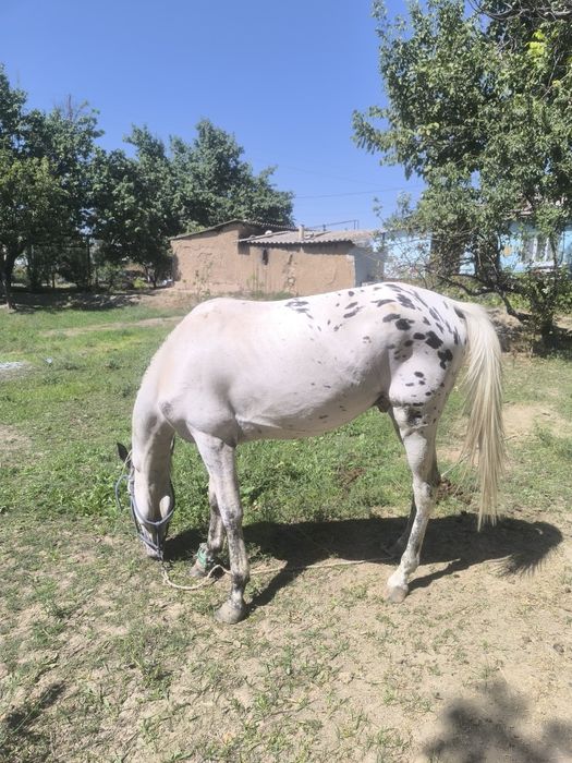 Жылқы 3жасар жаиылымда жүрген