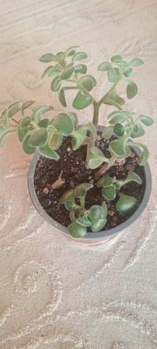 Комнатные цветы. От 500 тенге.