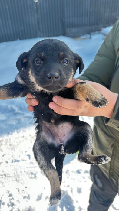 Щенки без родословной, звоночки