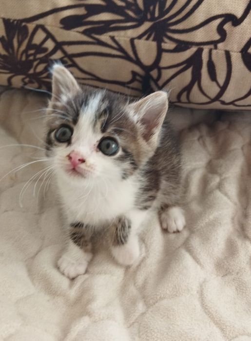 ПолупоРодистыЕ_КотЯта