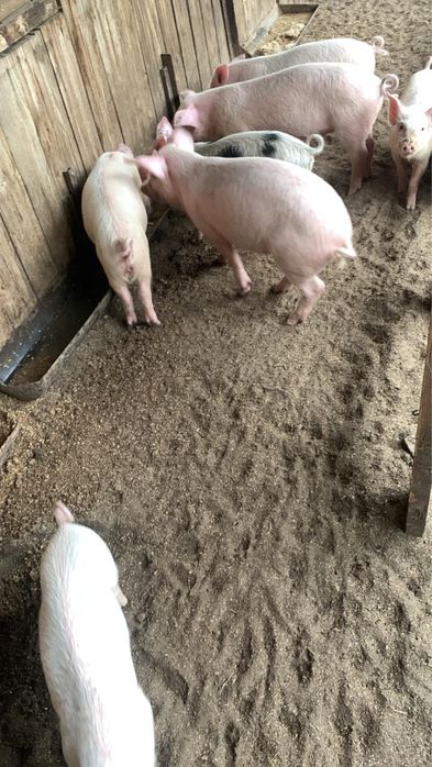 Поросята, трехмесячные