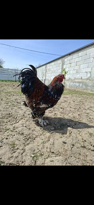 Pui brahma si australorp