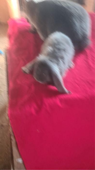 Vand femela berbec si urias de transilvania