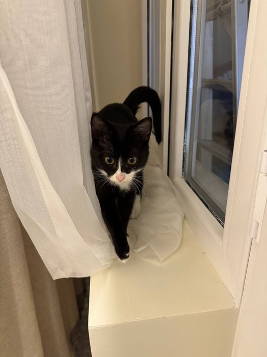 Отдаем котенка в добрые руки