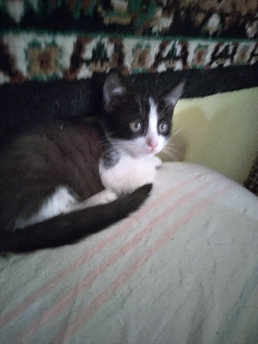 Котёнок на удачу.