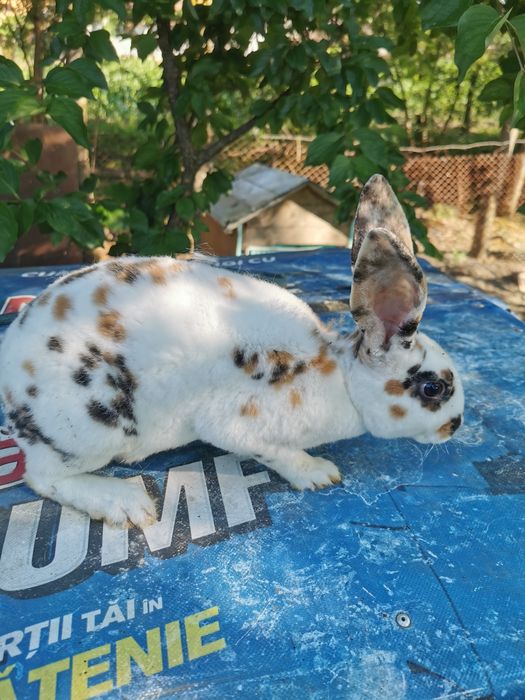 Schimb 2 masculi rex