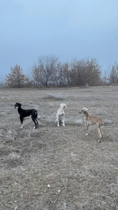Коныр каншык сатылады