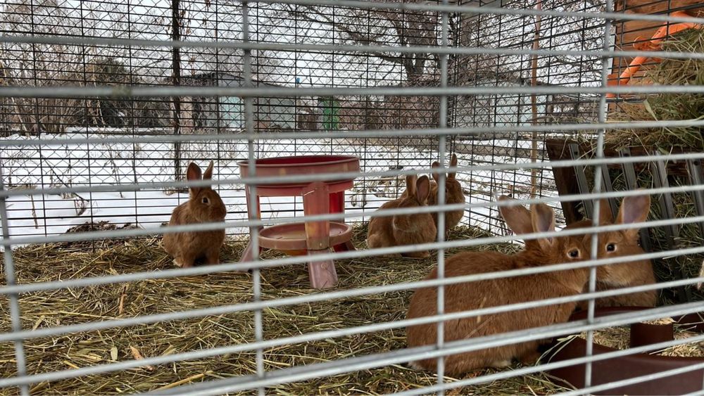 Продам Кроллов порода Бургунды