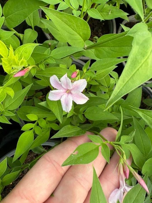 Жасмин Стефанезе