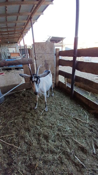 Срочно.  Сутти ешкилер сатылады.