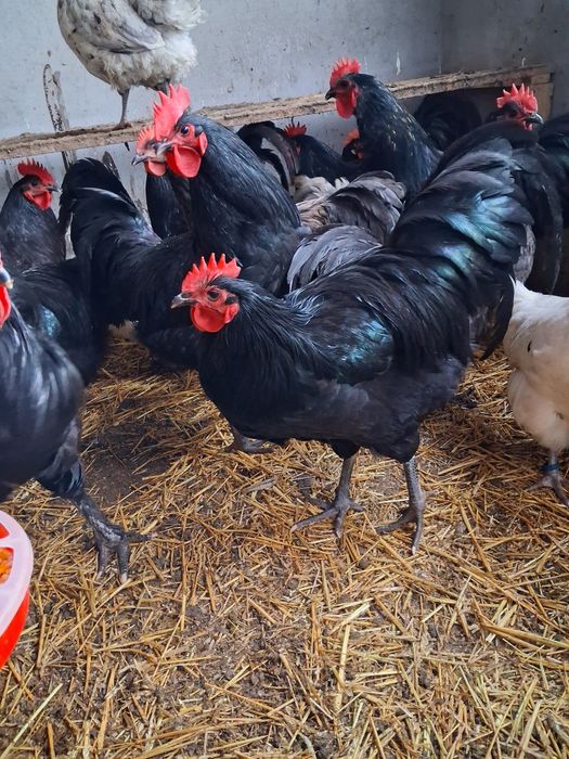 Vând Cocoși și Gaini Australorp