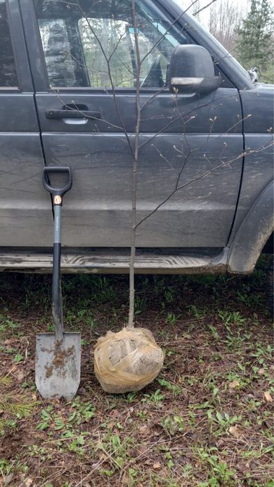 Липа мелколисная