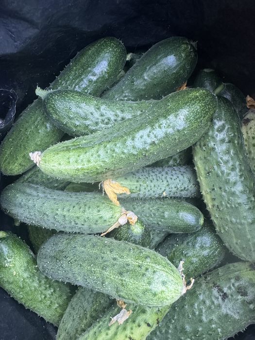 Продам огурцы дачные