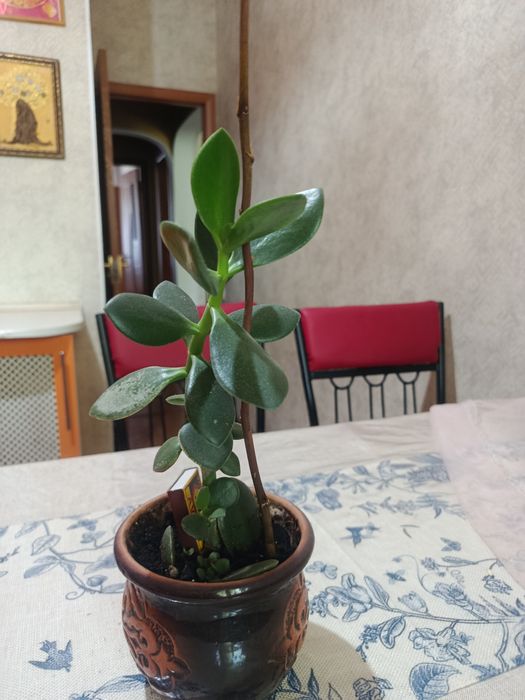 Комнатные цветы разные