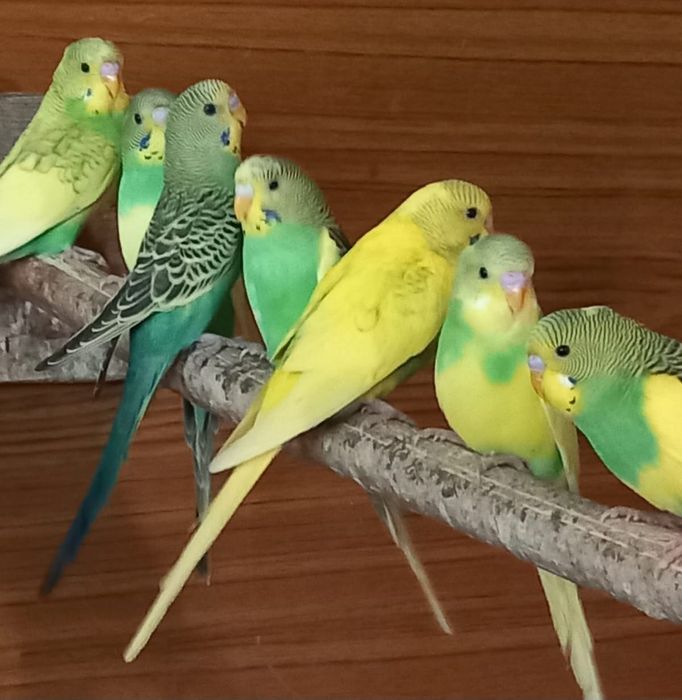 Волнистые попугайчики попугай домашние