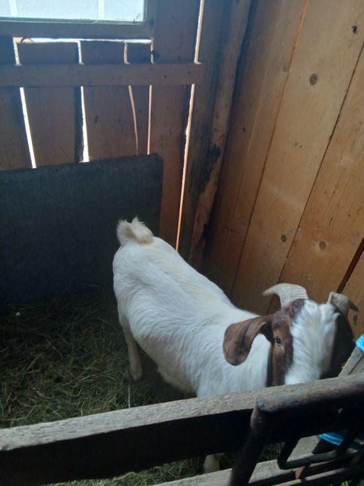 Vând țap boer de un an