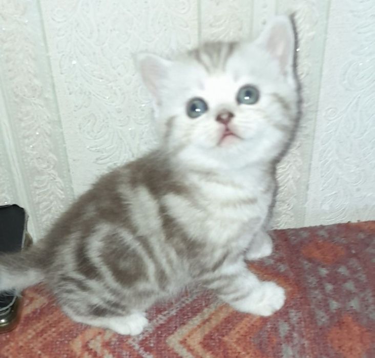 Скоттиш фолд. Кот. Вязка