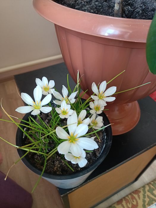 Растение подснежник