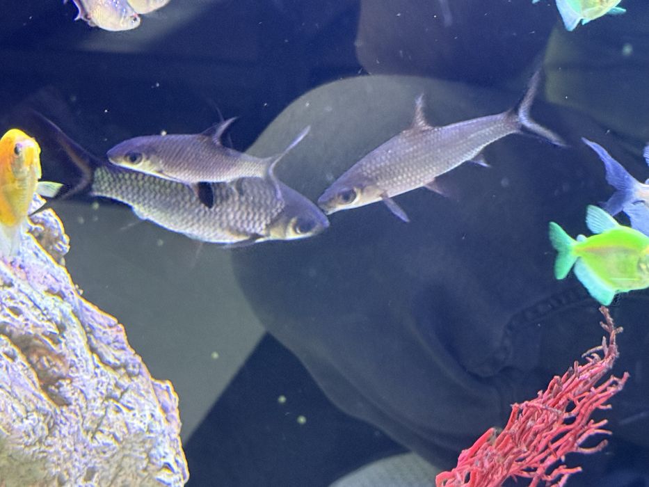 Акулы мирные разные виды ,от10,до20 см