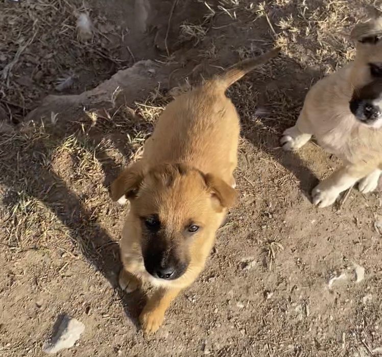 Одам в добрые руки щенков