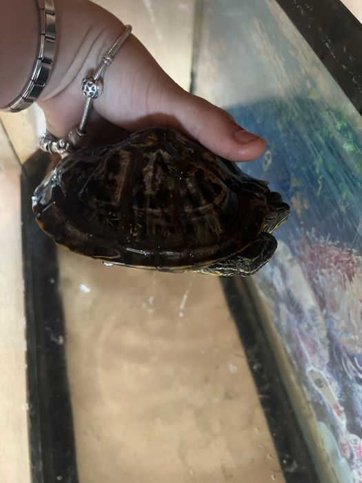 Черепаха краснаухая воденая