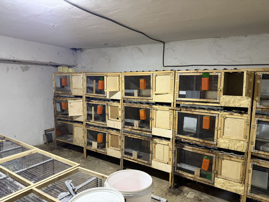 Куен кафас сотилади