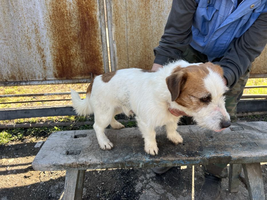 Продам ягдтерьер