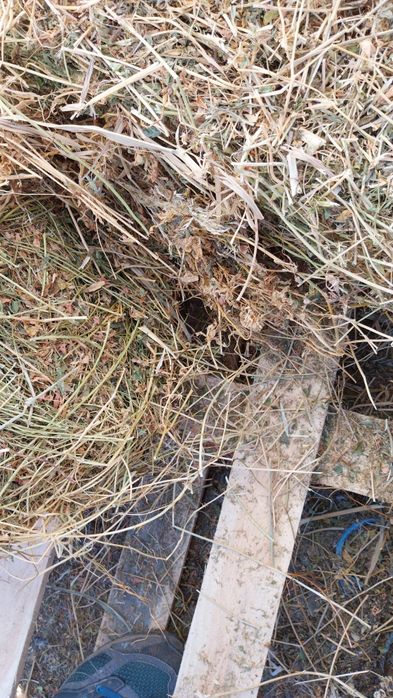 Vând baloti lucerna