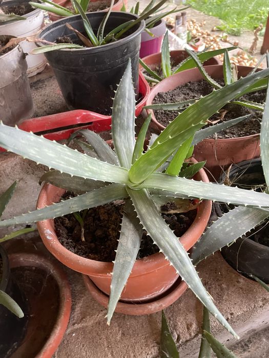 Plante Aloe Vera de diferite dimensiuni