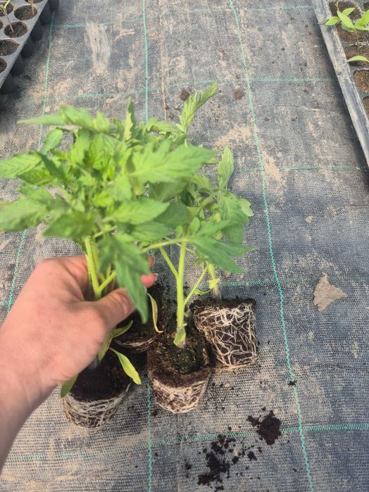 Vând Răsad en-gros 1 leu