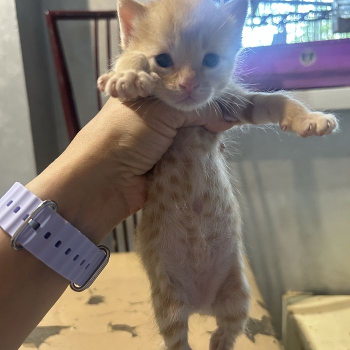 Отдам котят в добрые руки !!!