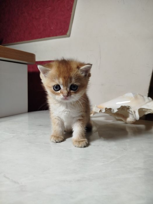 Мальчик скотиш страйт 13.0426г.