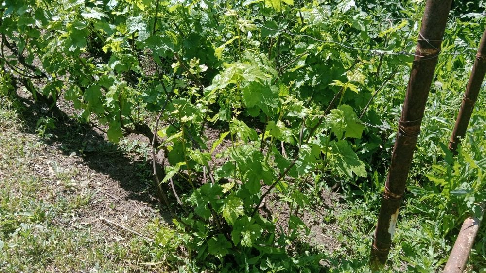 Продам дачю 8 соток