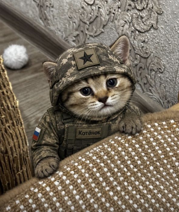 Продам котят британцев