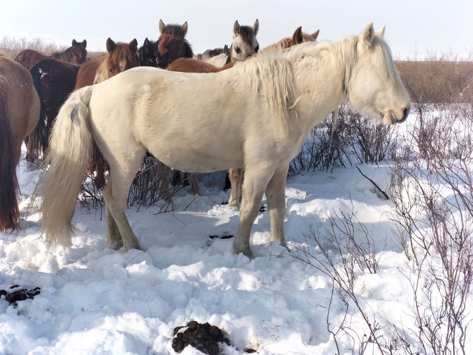 Айгыр сатылады2021жылгы