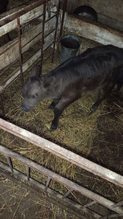 Продам телёнка!!!