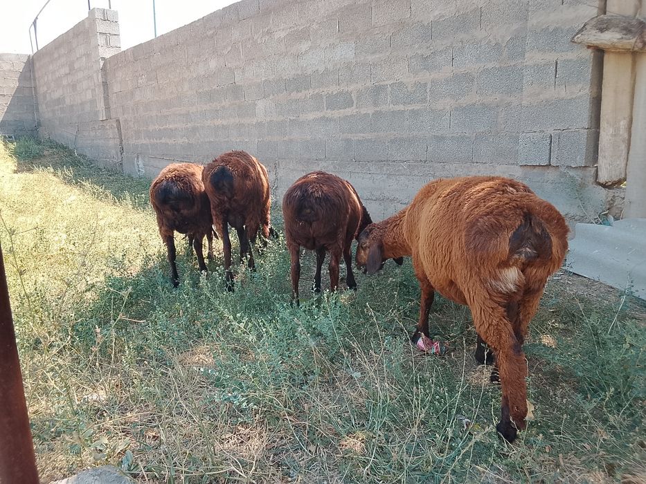 Продам продам продам